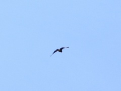 Buteogallus solitarius