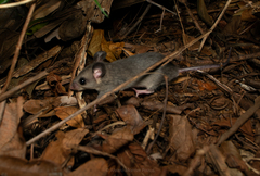 Ototylomys phyllotis