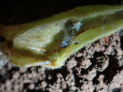 Tetraneura caerulescens