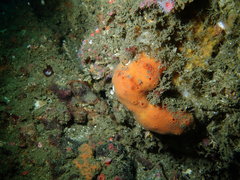 Clathria parthena