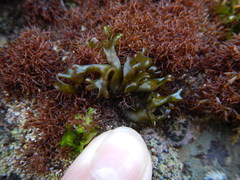 Mazzaella affinis
