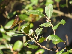 Calopteryx haemorrhoidalis