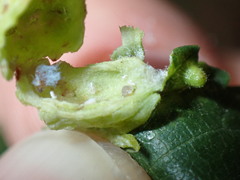 Tetraneura caerulescens