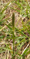 Alopecurus arundinaceus