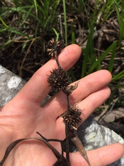 Sparganium emersum