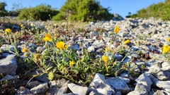 Calendula suffruticosa algarbiensis