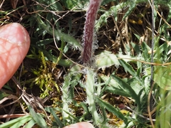 Carthamus mitissimus