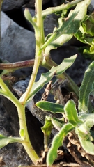 Calendula suffruticosa algarbiensis