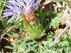 Carthamus mitissimus