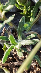 Calendula suffruticosa algarbiensis