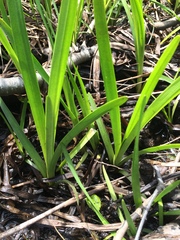 Sparganium emersum