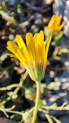 Calendula suffruticosa algarbiensis