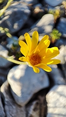 Calendula suffruticosa algarbiensis