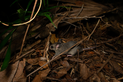 Ototylomys phyllotis