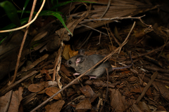 Ototylomys phyllotis