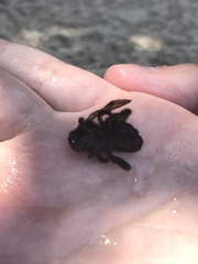 Xylocopa