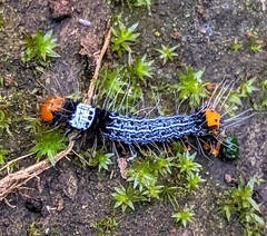Heraclia africana