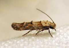 Mompha rufocristatella