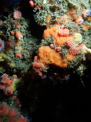 Clathria parthena