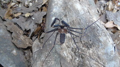 Acanthophrynus coronatus