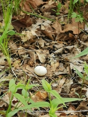 Antrostomus vociferus