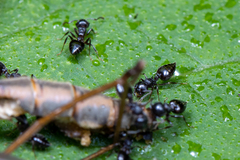 Crematogaster lineolata
