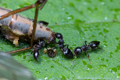 Crematogaster lineolata