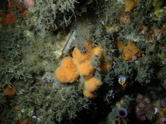 Clathria parthena