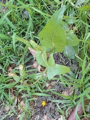 Sonchus