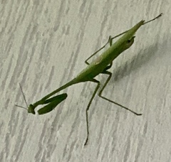 Stagmatoptera binotata