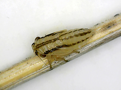 Anoscopus