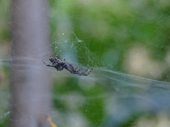 Cyrtophora citricola