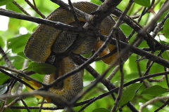 Corallus ruschenbergerii