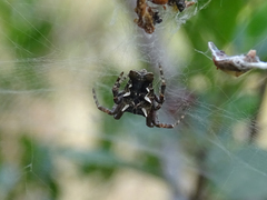 Cyrtophora citricola