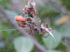 Cyrtophora citricola