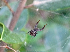 Cyrtophora citricola