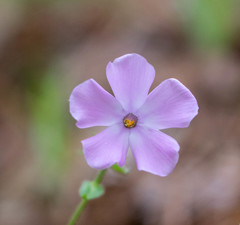 Phlox buckleyi