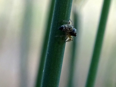 Heliophanus tribulosus