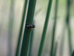 Heliophanus tribulosus