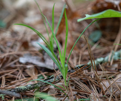 Phlox buckleyi