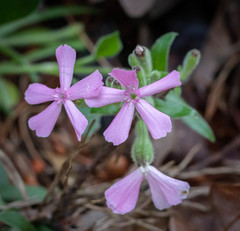 Phlox nivalis