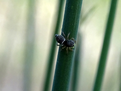 Heliophanus tribulosus