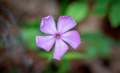 Phlox buckleyi