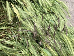 Bromus sterilis