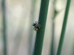 Heliophanus tribulosus