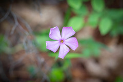 Phlox buckleyi