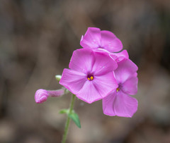 Phlox buckleyi