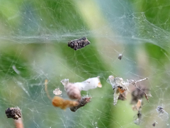 Cyrtophora citricola