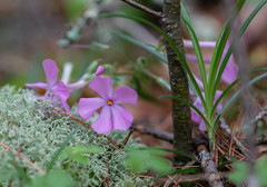 Phlox buckleyi