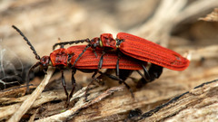 Lopheros rubens